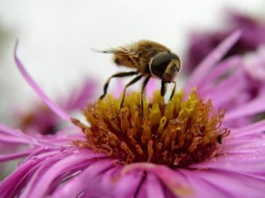 пчёлка на цветке